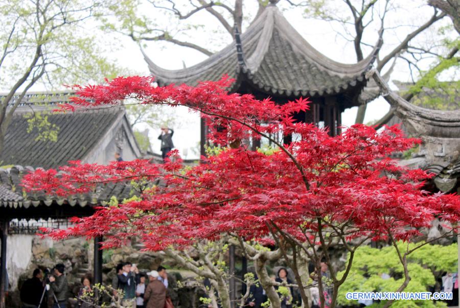 #CHINA-JIANGSU-SUZHOU-JAPANESE MAPLES(CN)