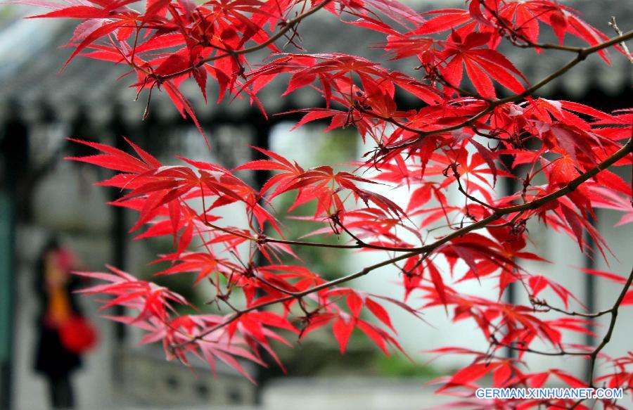 #CHINA-JIANGSU-SUZHOU-JAPANESE MAPLES(CN)