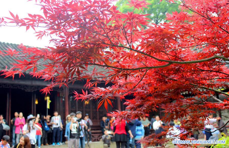 #CHINA-JIANGSU-SUZHOU-JAPANESE MAPLES(CN)