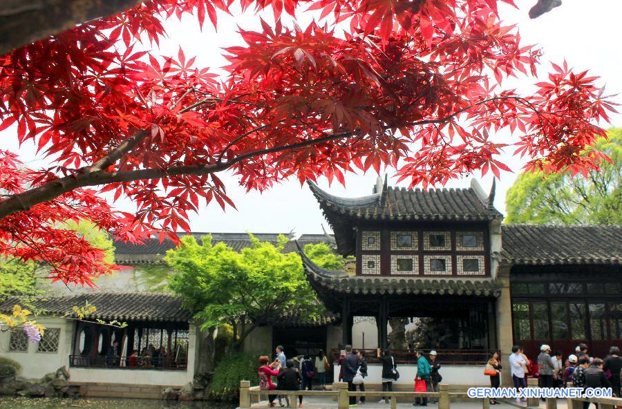 #CHINA-JIANGSU-SUZHOU-JAPANESE MAPLES(CN)