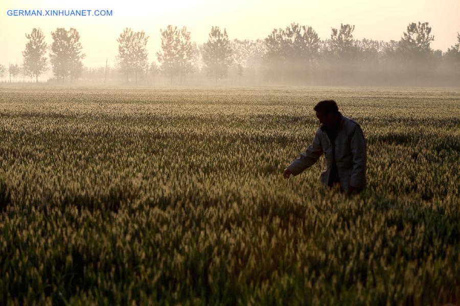 #CHINA-BEGINNING OF SUMMER-WHEAT(CN)