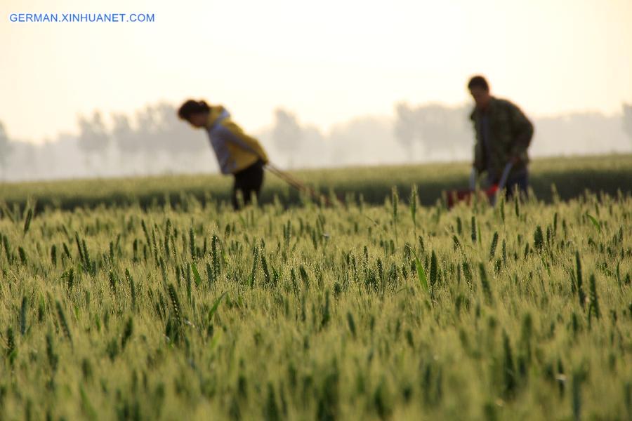 #CHINA-BEGINNING OF SUMMER-WHEAT(CN)