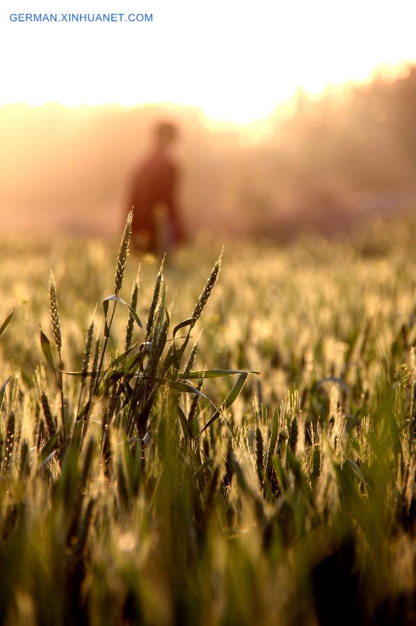 #CHINA-BEGINNING OF SUMMER-WHEAT(CN)