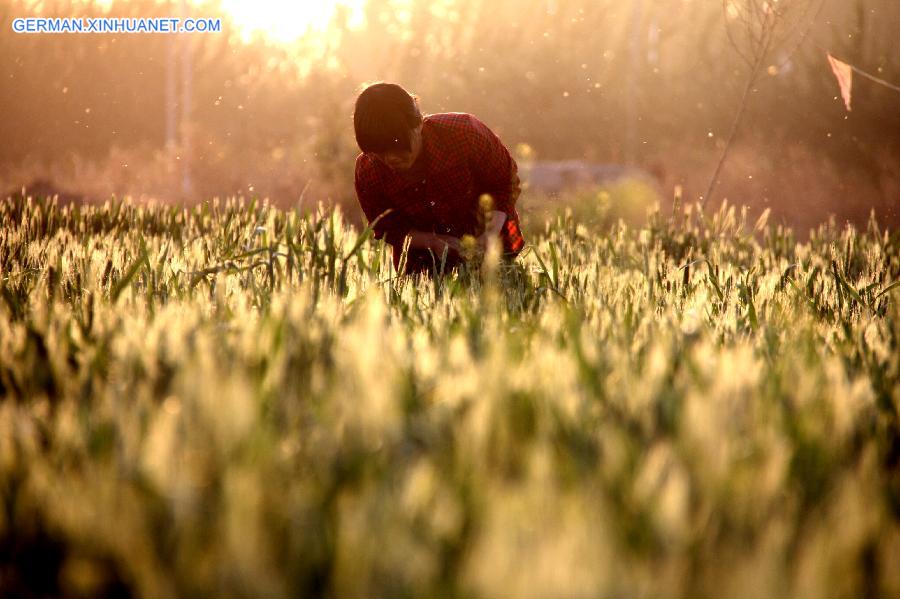 #CHINA-BEGINNING OF SUMMER-WHEAT(CN)