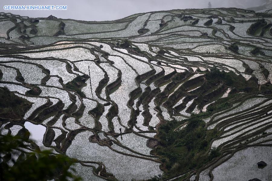 CHINA-YUNNAN-HONGHE-HANI RICE TERRACE-WORLD HERITAGE (CN)