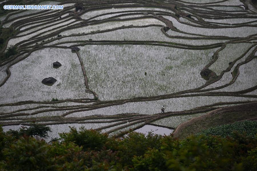 CHINA-YUNNAN-HONGHE-HANI RICE TERRACE-WORLD HERITAGE (CN)