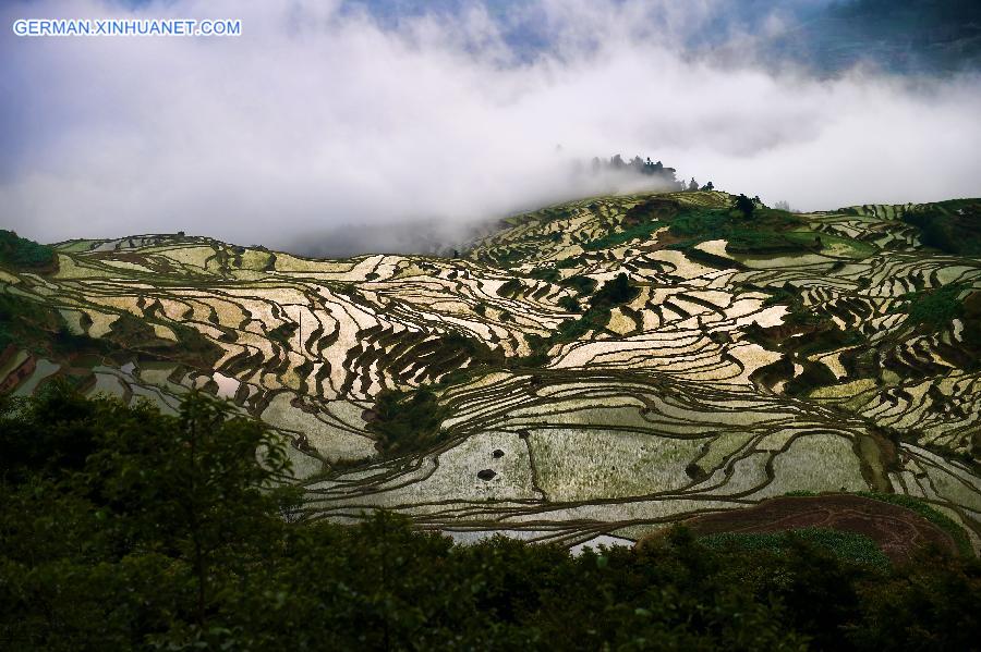 CHINA-YUNNAN-HONGHE-HANI RICE TERRACE-WORLD HERITAGE (CN)