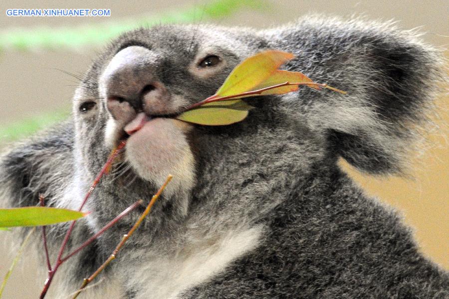 SINGAPORE-ZOO-AUSTRALIA-KOALA