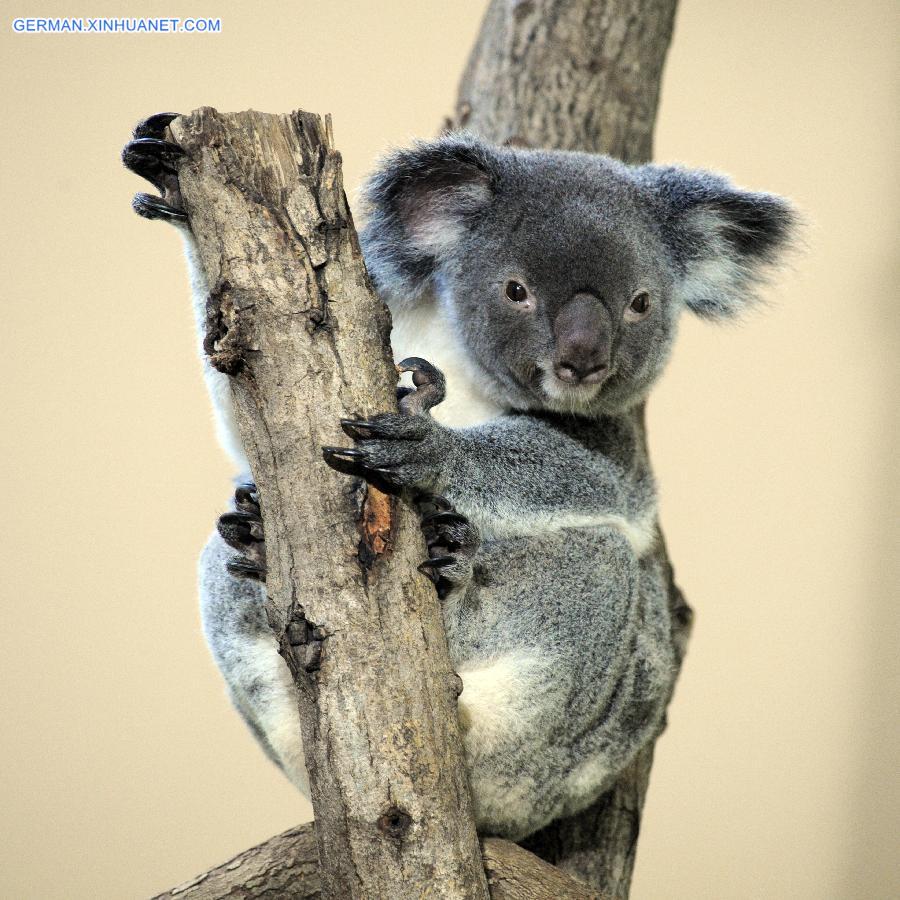 SINGAPORE-ZOO-AUSTRALIA-KOALA