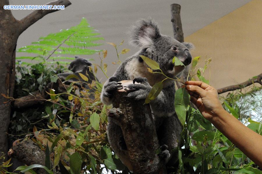 SINGAPORE-ZOO-AUSTRALIA-KOALA