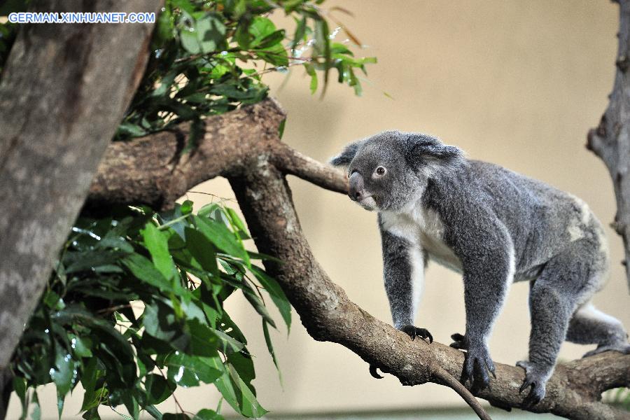 SINGAPORE-ZOO-AUSTRALIA-KOALA