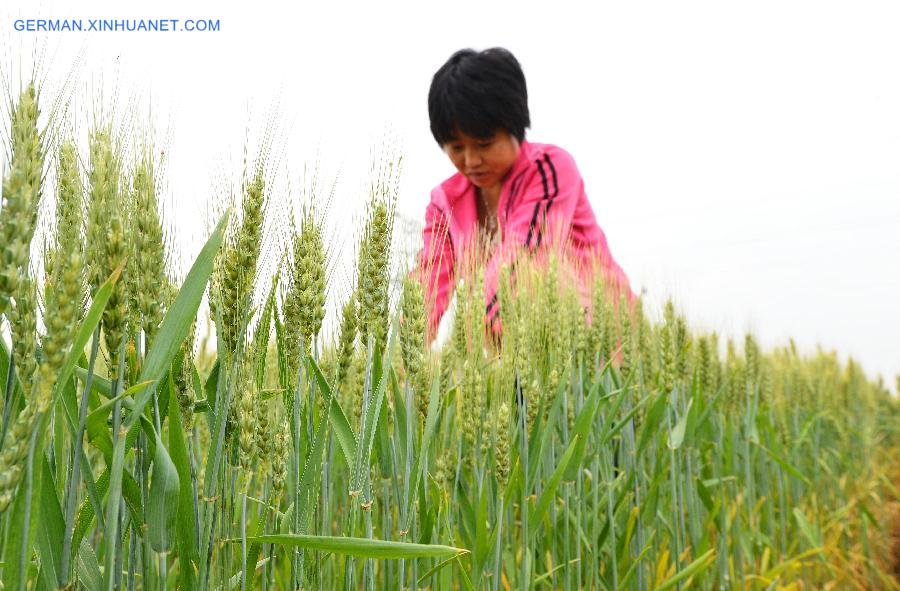 CHINA-HEBEI-ARGRICULTURE-GRAIN (CN)