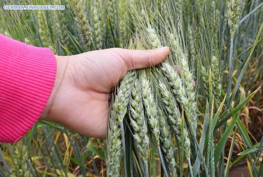 CHINA-HEBEI-ARGRICULTURE-GRAIN (CN)