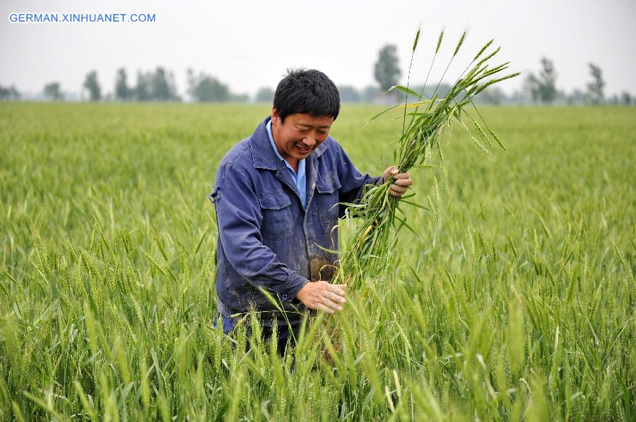 CHINA-HEBEI-ARGRICULTURE-GRAIN (CN)