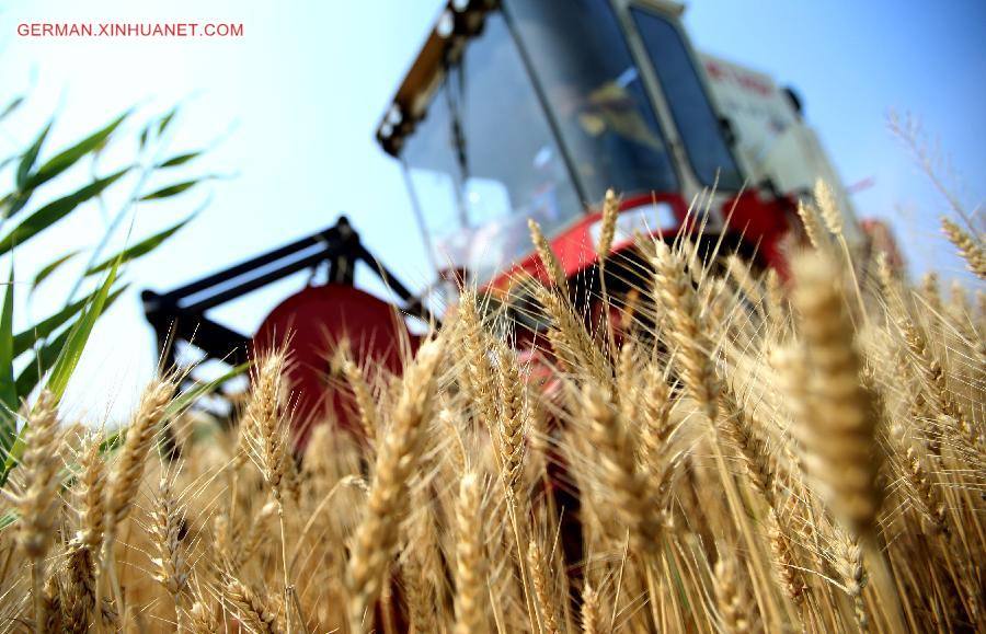 #CHINA-SHANXI-WHEAT HARVEST (CN)