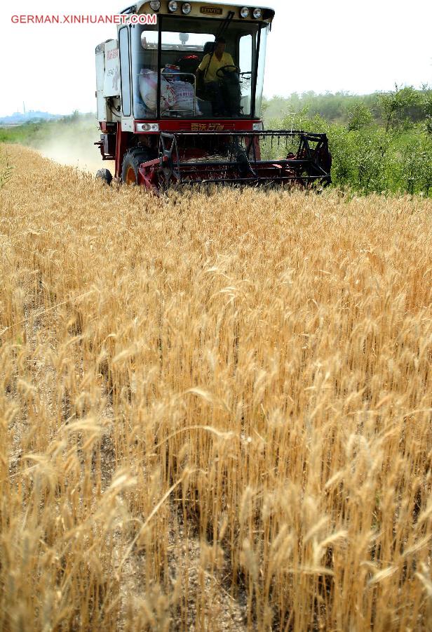 #CHINA-SHANXI-WHEAT HARVEST (CN)