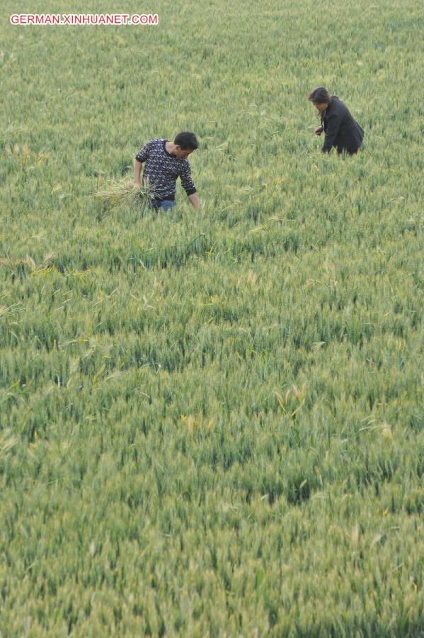 #CHINA-SHANXI-WHEAT HARVEST (CN)