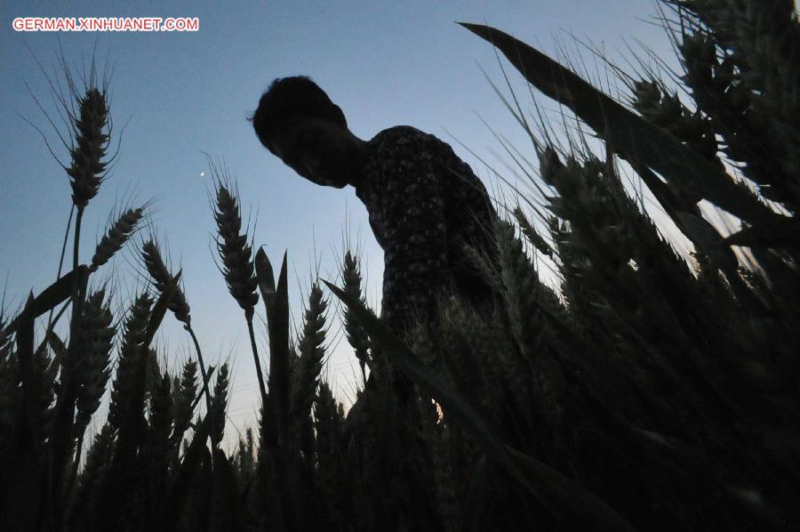 #CHINA-SHANXI-WHEAT HARVEST (CN)