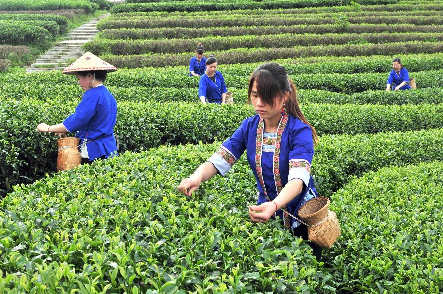 #CHINA-GUANGXI-TEA HARVEST(CN)