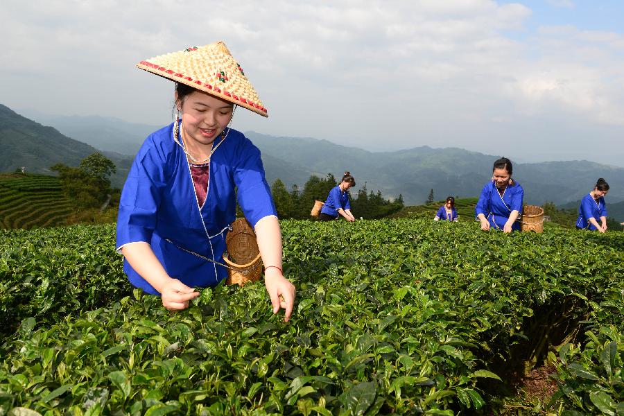 #CHINA-GUANGXI-TEA HARVEST(CN)