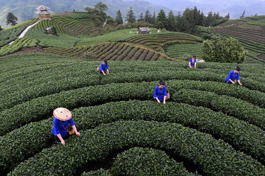 #CHINA-GUANGXI-TEA HARVEST(CN)