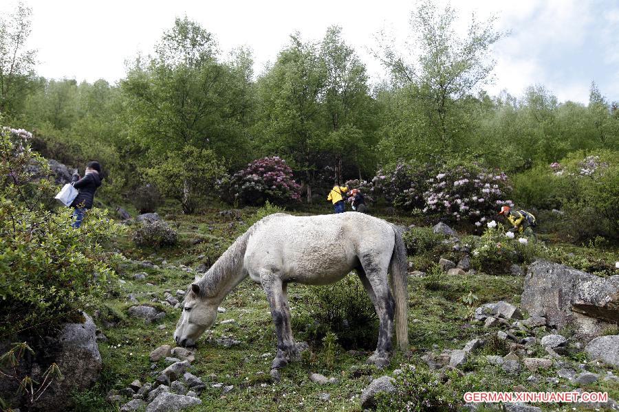 CHINA-SICHUAN-SCIENTIFIC INVESTIGATION FOR AZALEA(CN)