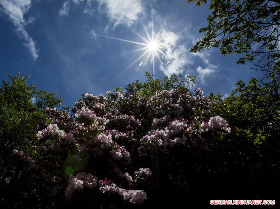 CHINA-SICHUAN-SCIENTIFIC INVESTIGATION FOR AZALEA(CN)