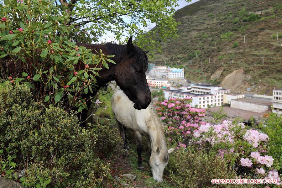 CHINA-SICHUAN-SCIENTIFIC INVESTIGATION FOR AZALEA(CN)