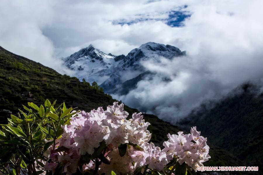 CHINA-SICHUAN-SCIENTIFIC INVESTIGATION FOR AZALEA(CN)