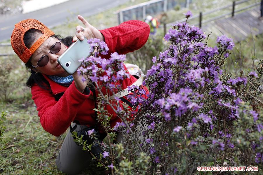 CHINA-SICHUAN-SCIENTIFIC INVESTIGATION FOR AZALEA(CN)