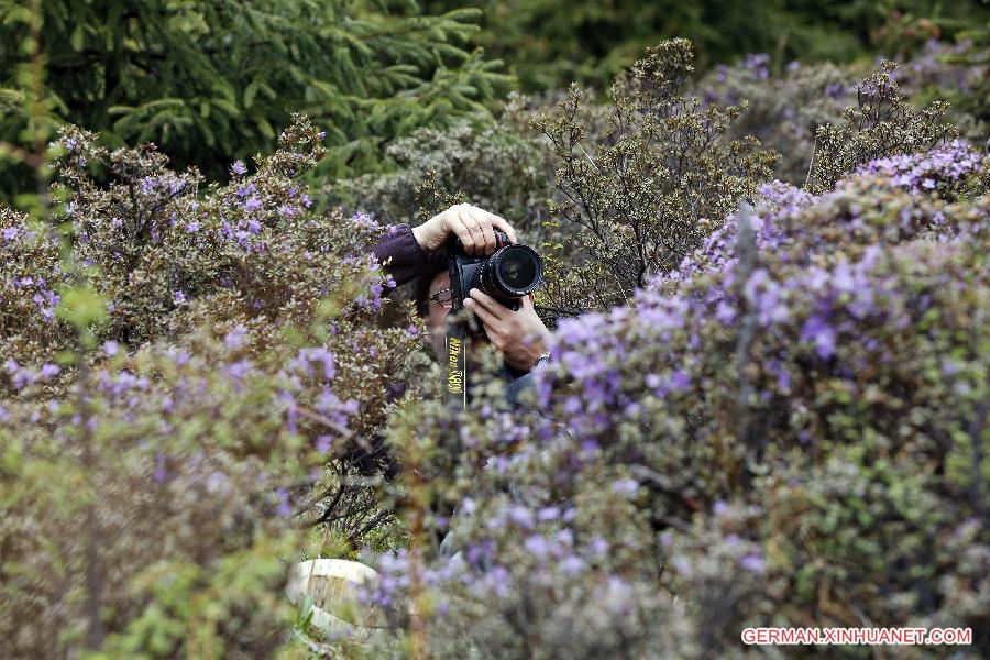 CHINA-SICHUAN-SCIENTIFIC INVESTIGATION FOR AZALEA(CN)