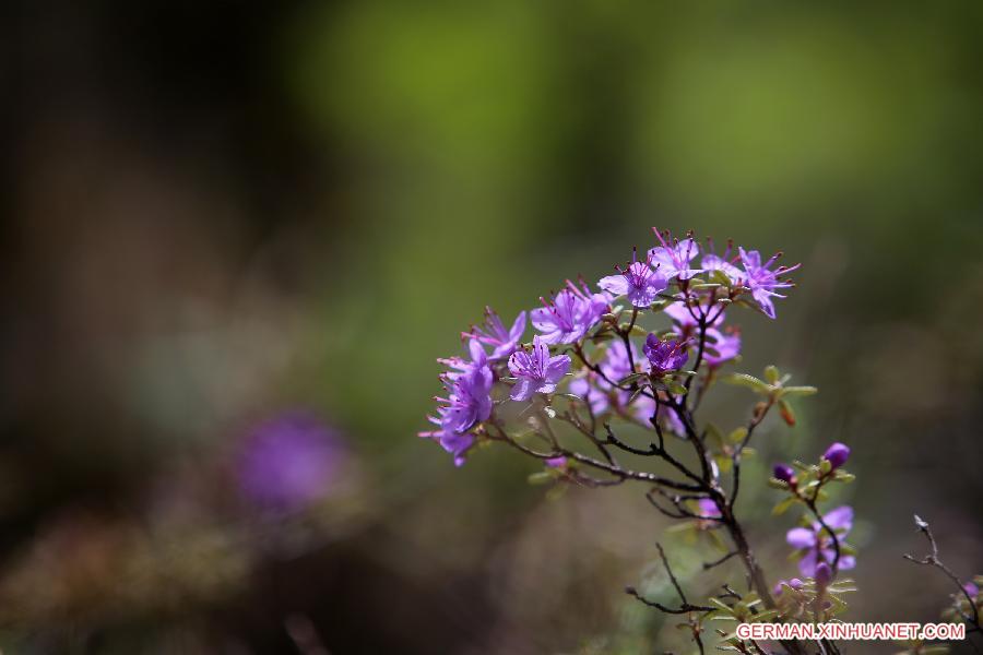 CHINA-SICHUAN-SCIENTIFIC INVESTIGATION FOR AZALEA(CN)