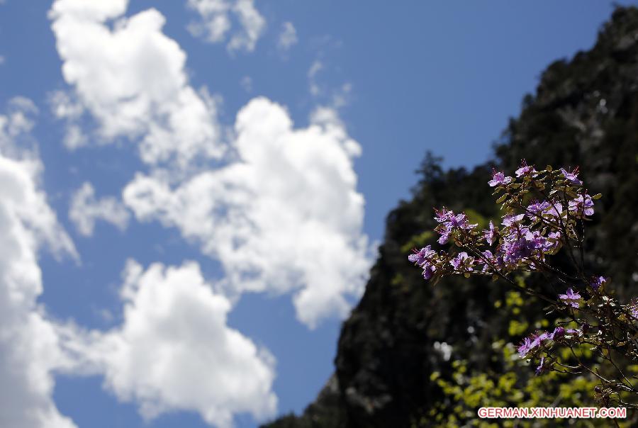 CHINA-SICHUAN-SCIENTIFIC INVESTIGATION FOR AZALEA(CN)