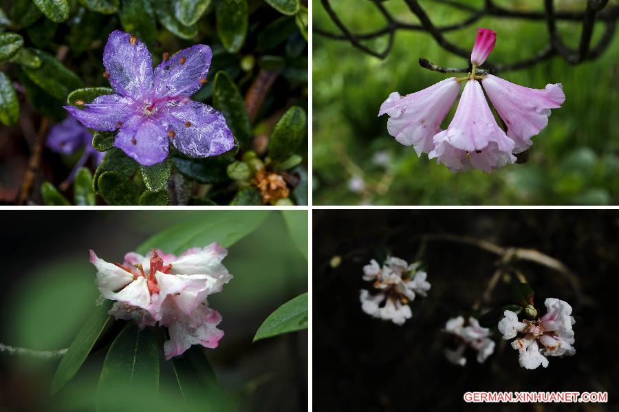 CHINA-SICHUAN-SCIENTIFIC INVESTIGATION FOR AZALEA(CN)