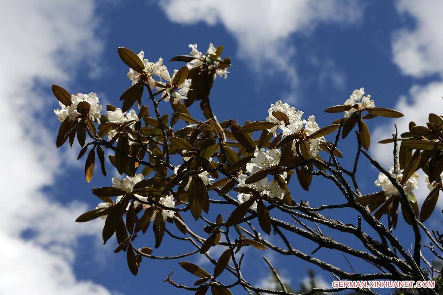 CHINA-SICHUAN-SCIENTIFIC INVESTIGATION FOR AZALEA(CN)