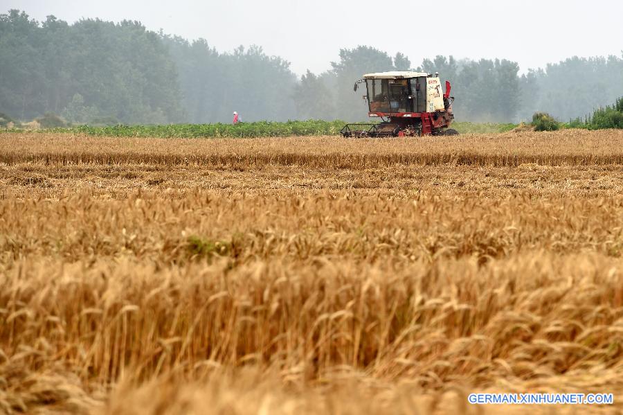 CHINA-HENAN-WHEAT-HARVEST(CN) 