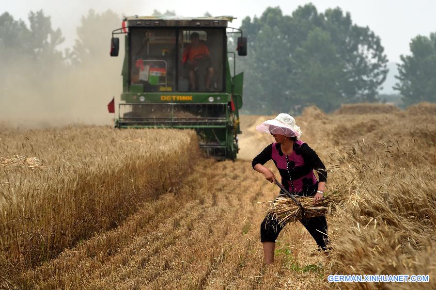 CHINA-HENAN-WHEAT-HARVEST(CN) 