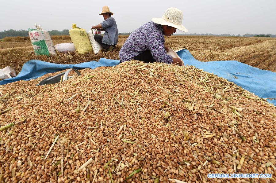 CHINA-HENAN-WHEAT-HARVEST(CN) 