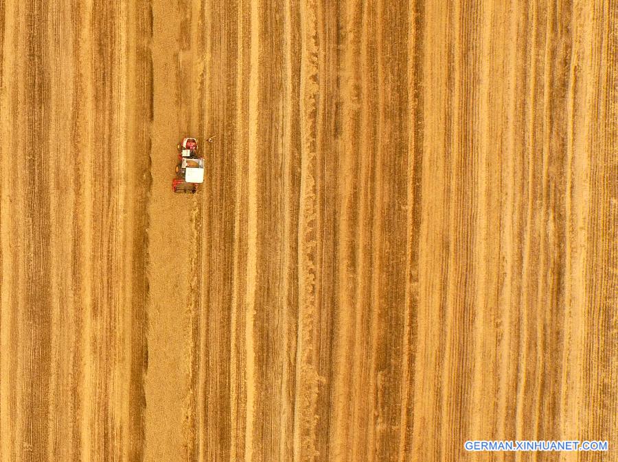 CHINA-HENAN-WHEAT-HARVEST(CN) 