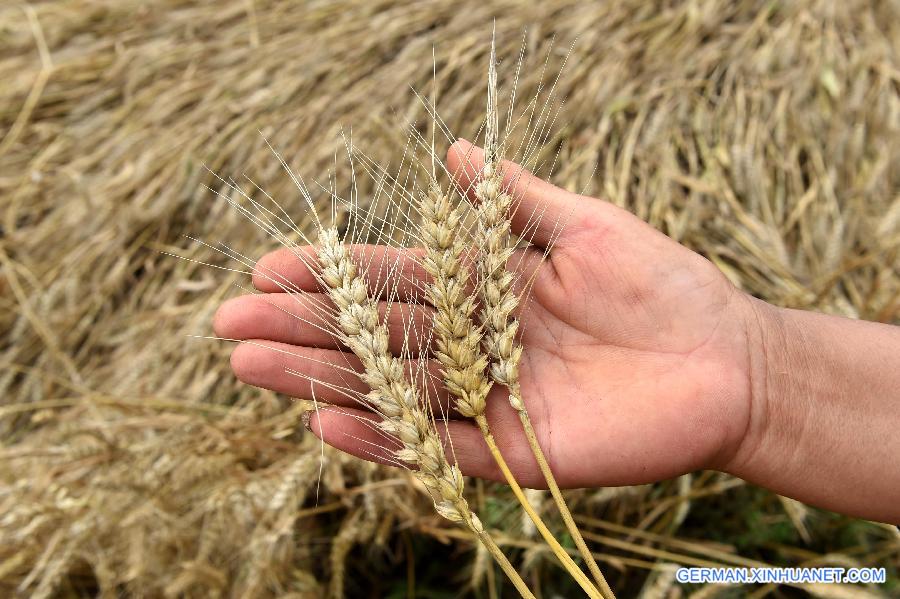 CHINA-HENAN-WHEAT-HARVEST(CN) 