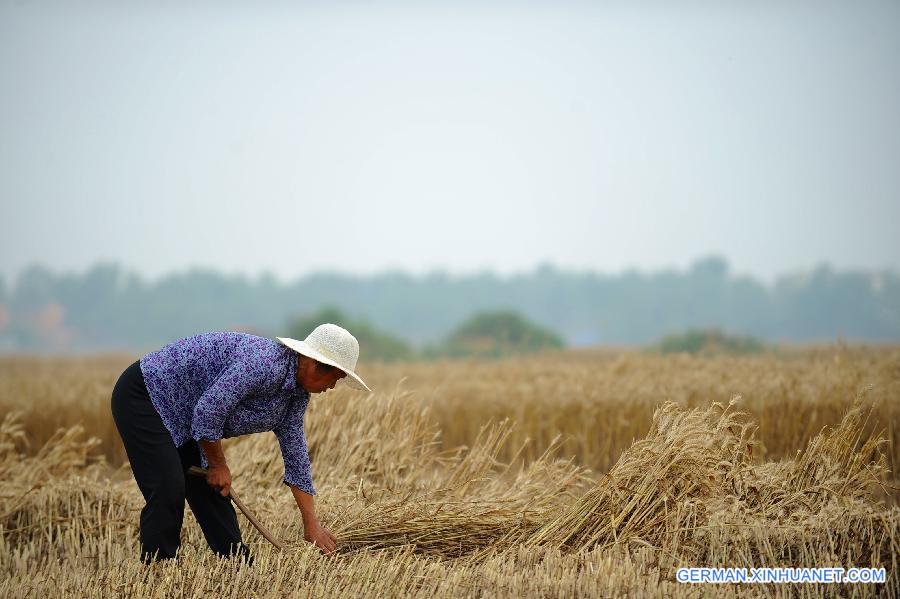 CHINA-HENAN-WHEAT-HARVEST(CN) 