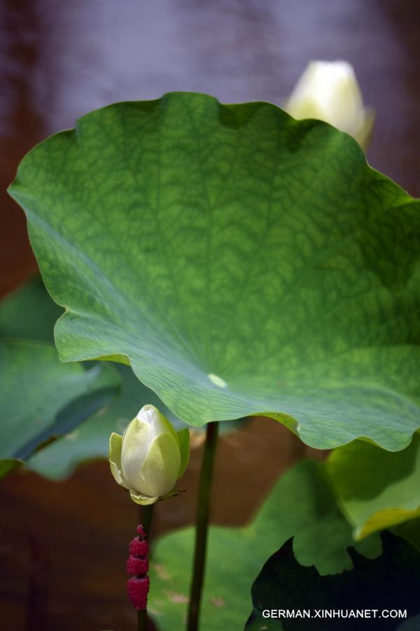 #CHINA-TAIPEI-LOTUS (CN) 