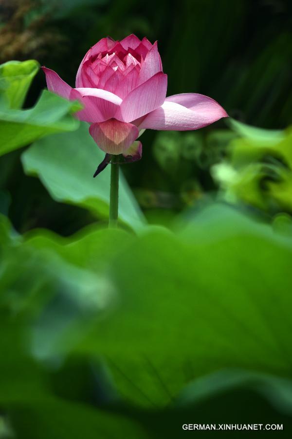 #CHINA-TAIPEI-LOTUS (CN) 