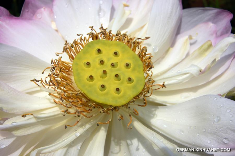 #CHINA-TAIPEI-LOTUS (CN) 