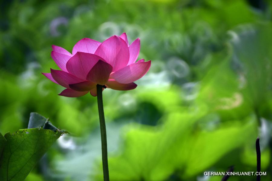 #CHINA-TAIPEI-LOTUS (CN) 