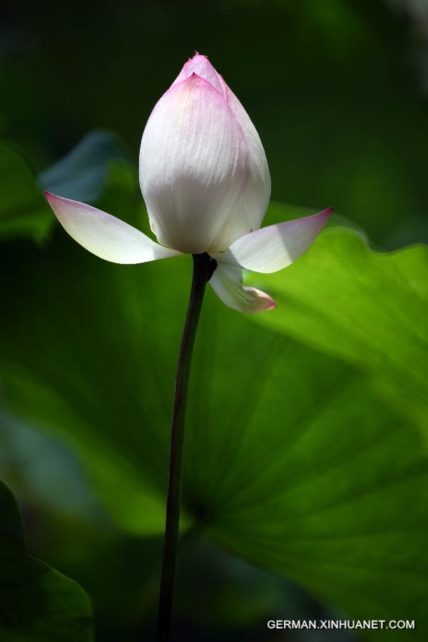 #CHINA-TAIPEI-LOTUS (CN) 