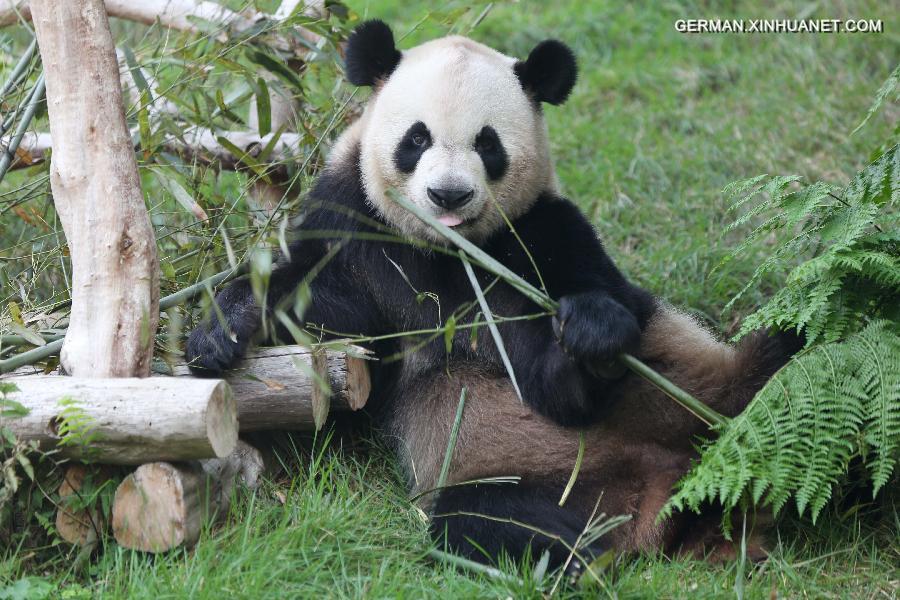 CHINA-MACAO-GIANT PANDAS(CN)