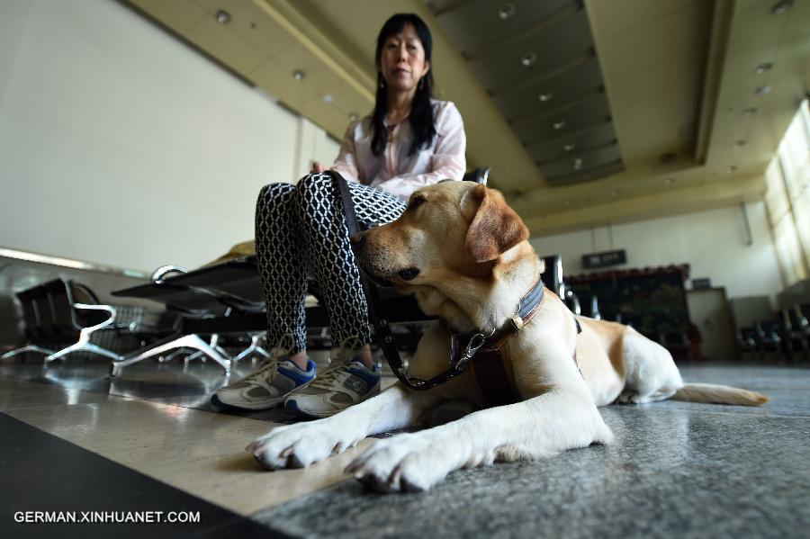 CHINA-GANSU-LANZHOU-GUIDE DOG (CN)