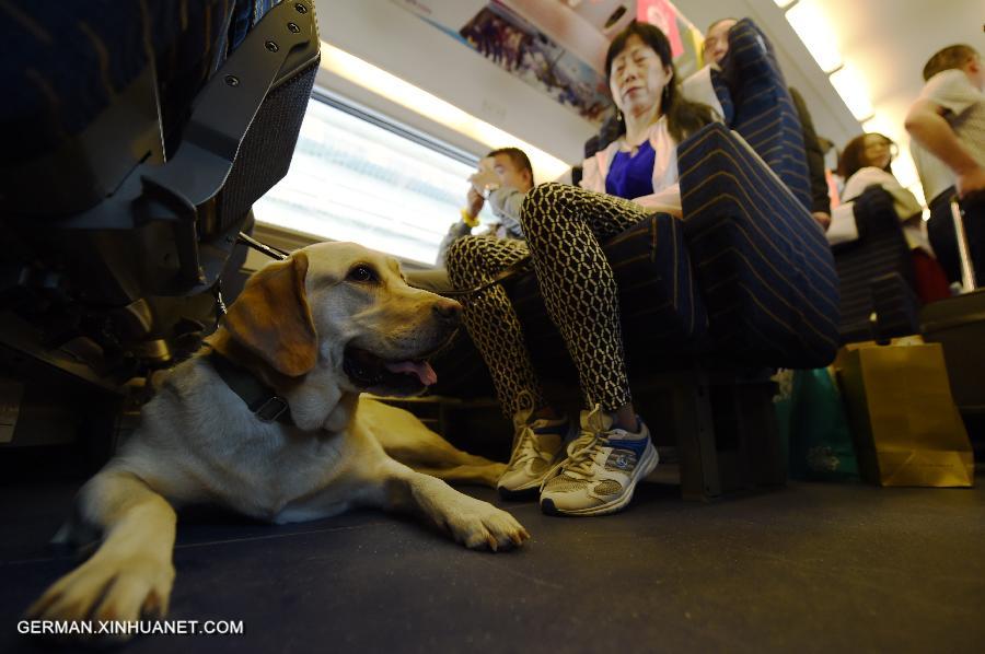 CHINA-GANSU-LANZHOU-GUIDE DOG (CN)