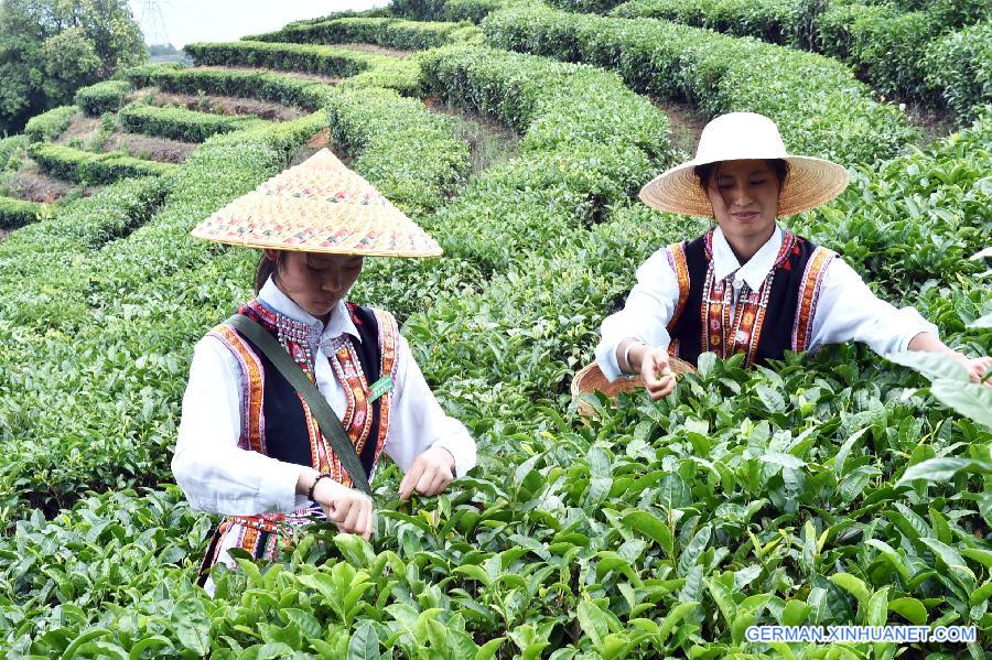 CHINA-YUNNAN-ESHAN-TEA PICKING (CN)